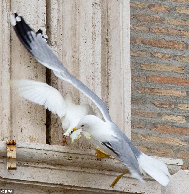 http://www.imdleo.gr/diaf/2014/03/images/seagull-dove.jpg